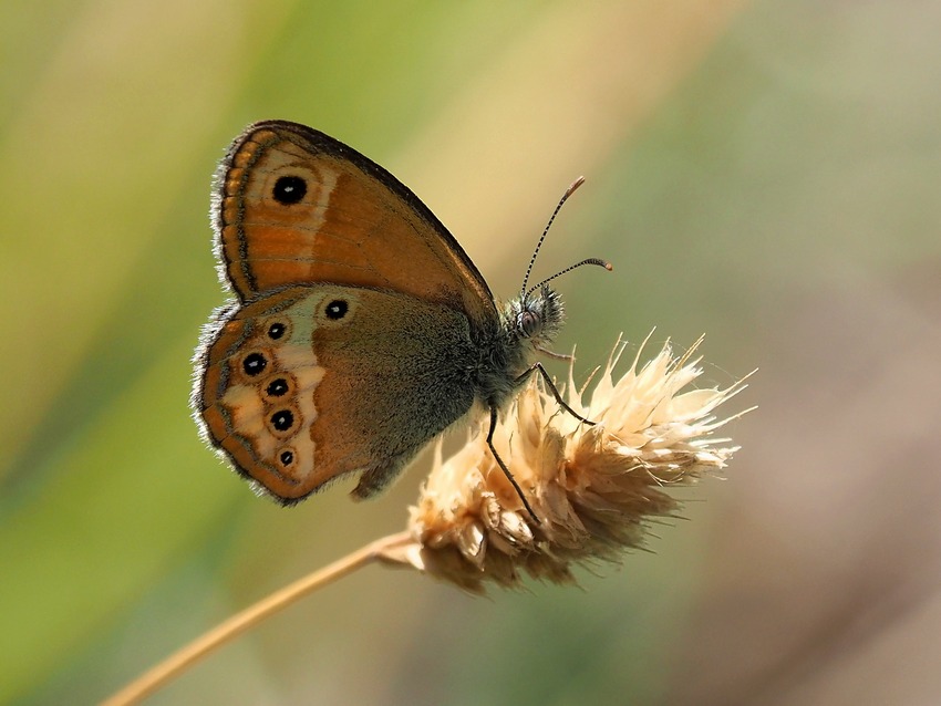 Coenonympha dorus